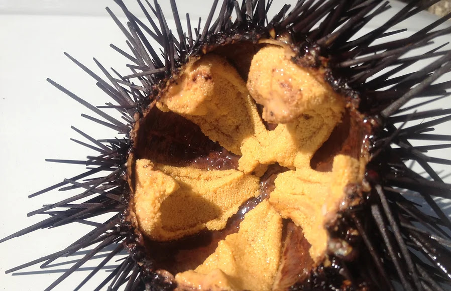 Premium California Uni Sea Urchin Local Sustainable Grade A Diver Caught