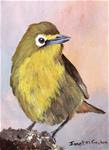 Cape White Eye ACEO - Posted on Thursday, November 27, 2014 by Janet Graham