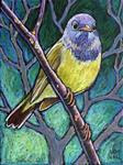 Connecticut Warbler - Posted on Friday, March 13, 2015 by Ande Hall