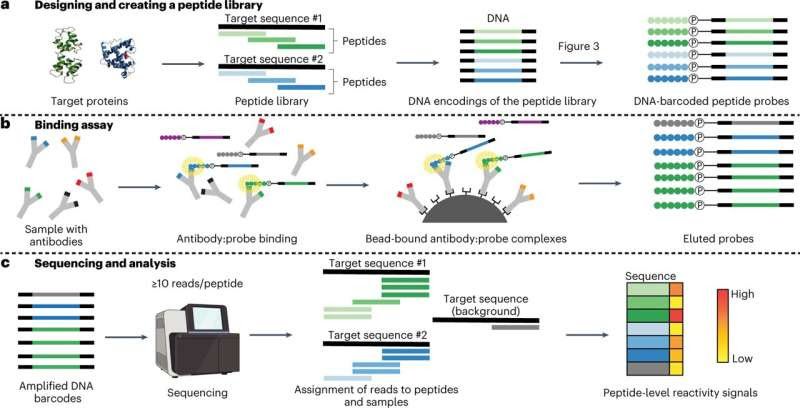 Serological test signals viral triggers of diseases like diabetes and celiac disease