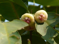 Syzygium ¿ aqueum / samarangense ?