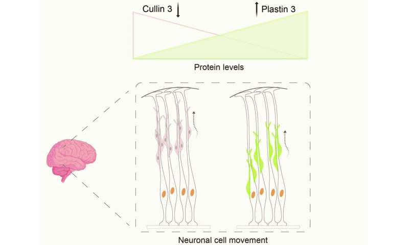 Defective gene slows down brain cells