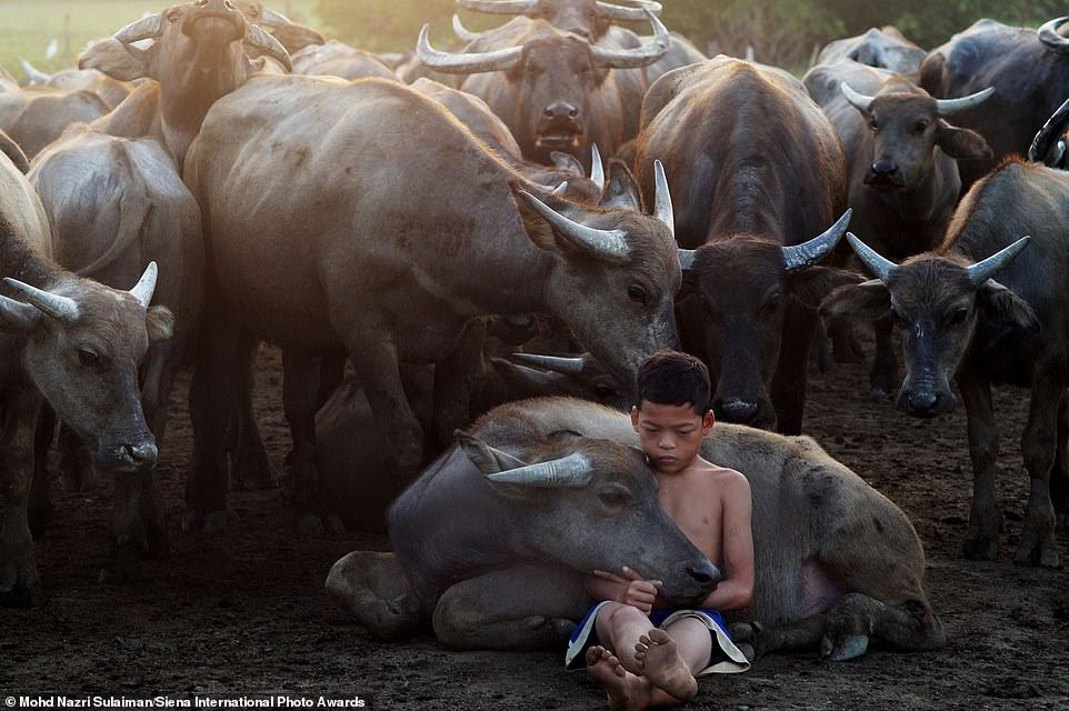 Photographer Mohd Nazri Sulaiman won a Remarkable Award in the 'fascinating faces and characters' category for this shot showing a young boy cradling a cow in Malaysia