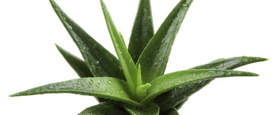 ALOE VERA