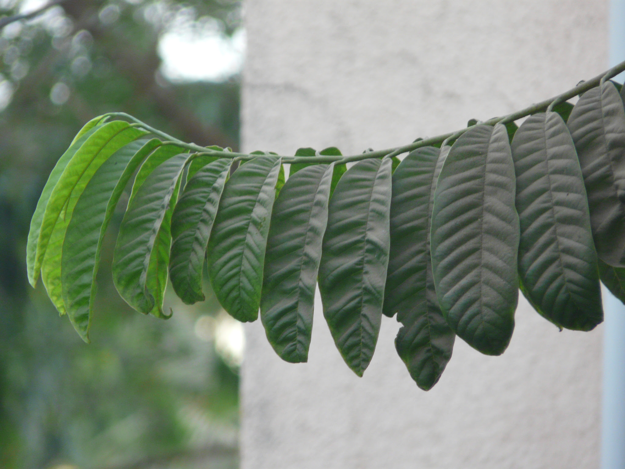 Annona reticulata L.