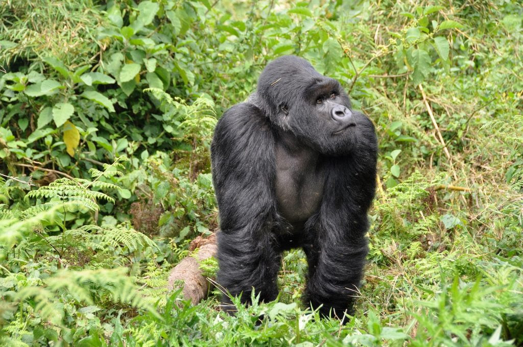 La imagen tiene un atributo ALT vacío; su nombre de archivo es gorillas-474728_1920-1024x680.jpg