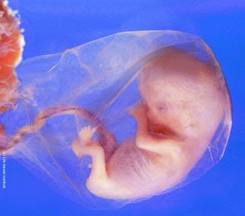 eighth week baby in the womb