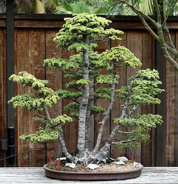Những cây bonsai đẹp nhất của Nhật Bản Bdba4a89-b751-4098-bb48-1d7cde85549f
