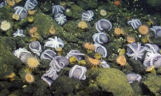 Discovered in the deep: an octopus’s garden in the shade
