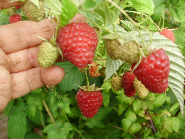 Huge tasty fruit of raspberry 'Sugana' Huge tasty fruit of raspberry 'Sugana'