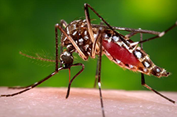 A female Aedes aegypti mosquito in the process of acquiring a blood meal from her human host. (Credit: CDC/James Gathany)