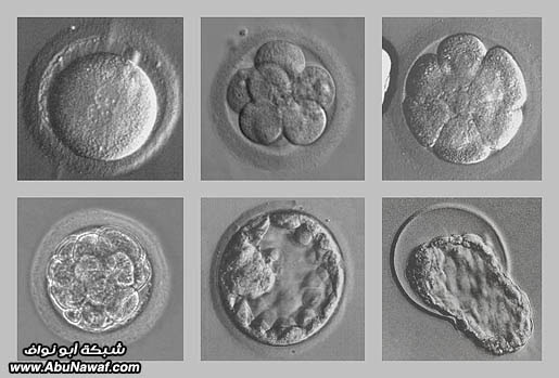 الحائزون على جائزة نوبل عام 2010 Early_human_embryos_photo