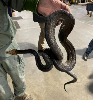 person holding large confiscated snake
