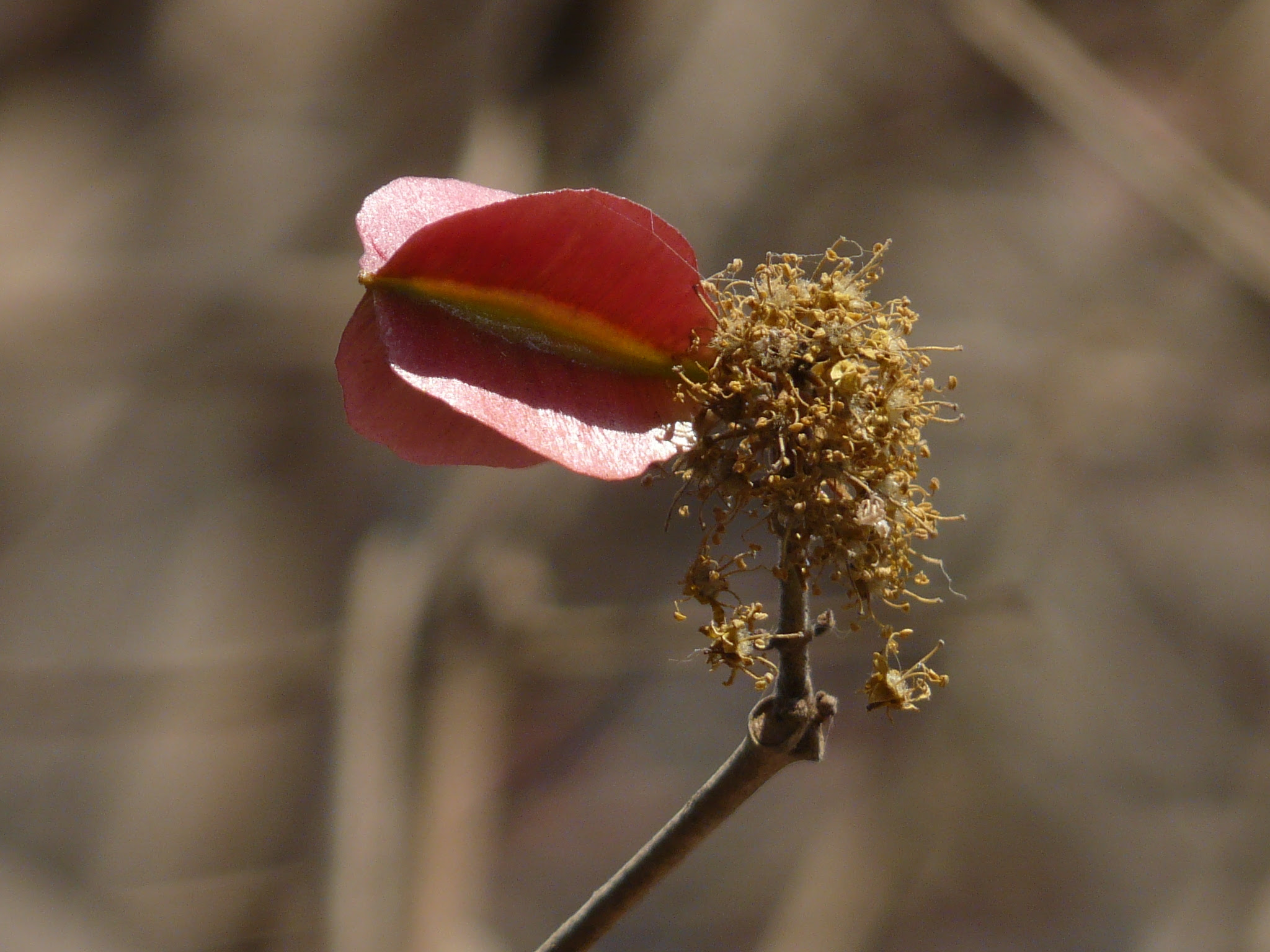 Combretum albidum G.Don