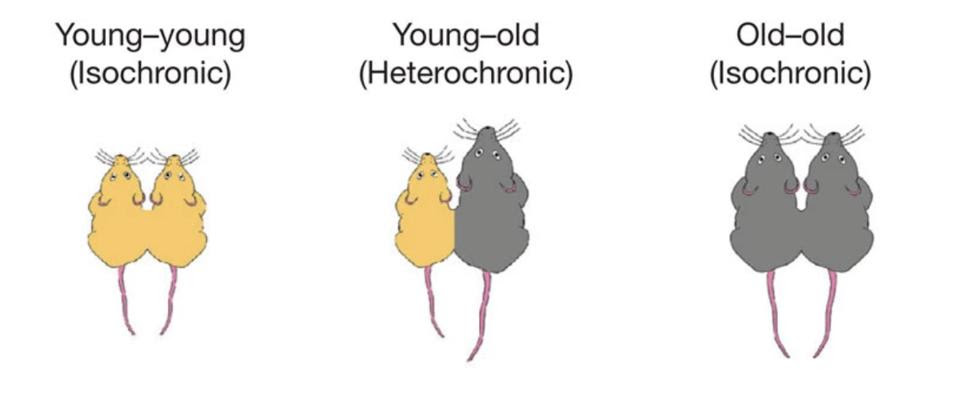 Schematic of parabiosis