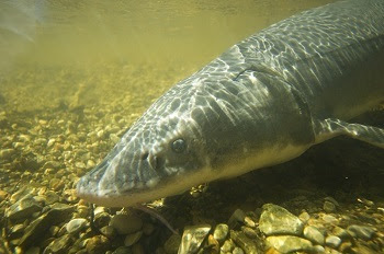 the front part of a grayish, silver sturgeon in a shallow greenish water, with multicolored stones on the surface below, sunlight cast above