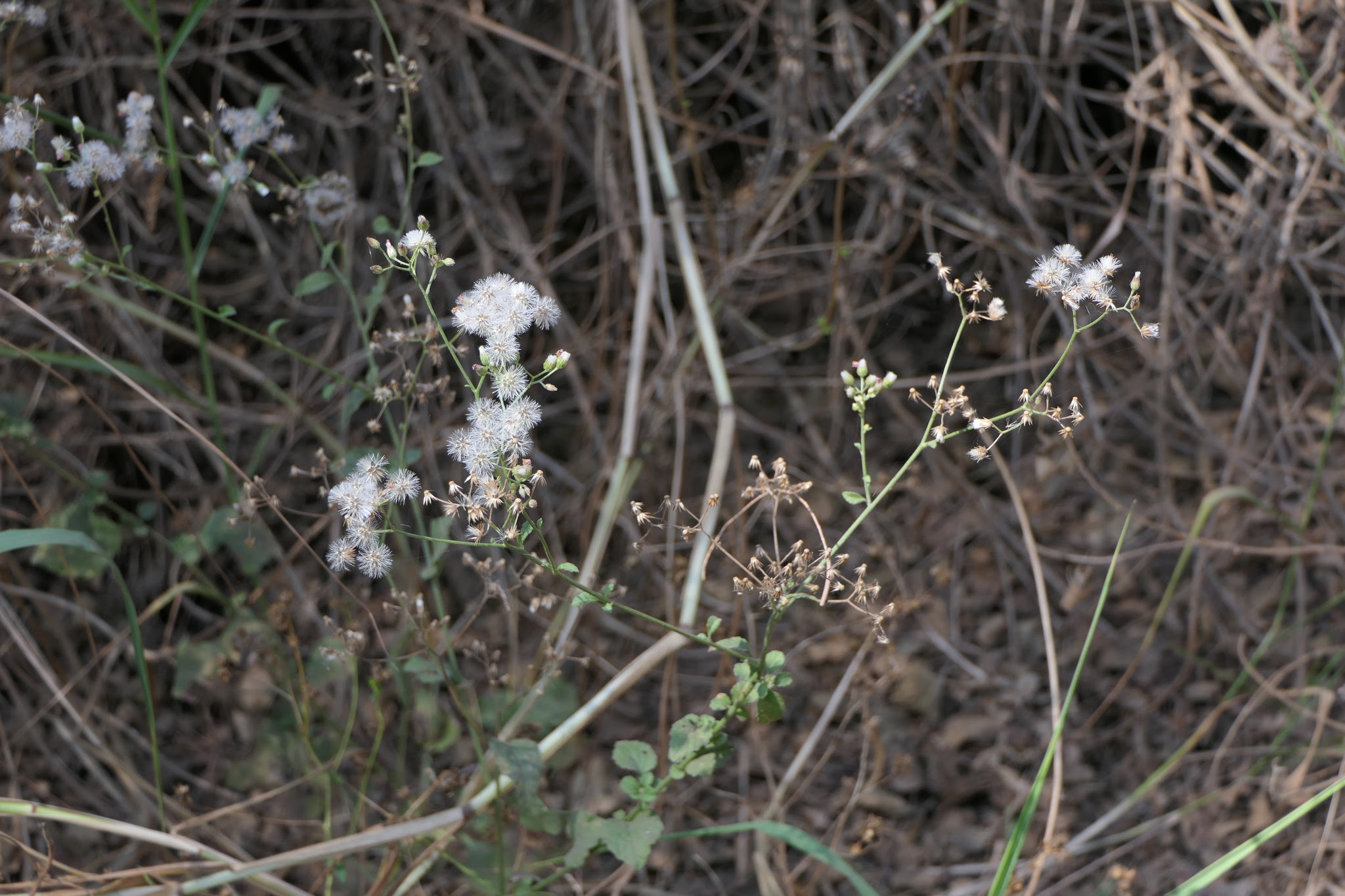 Cyanthillium cinereum (L.) H.Rob.