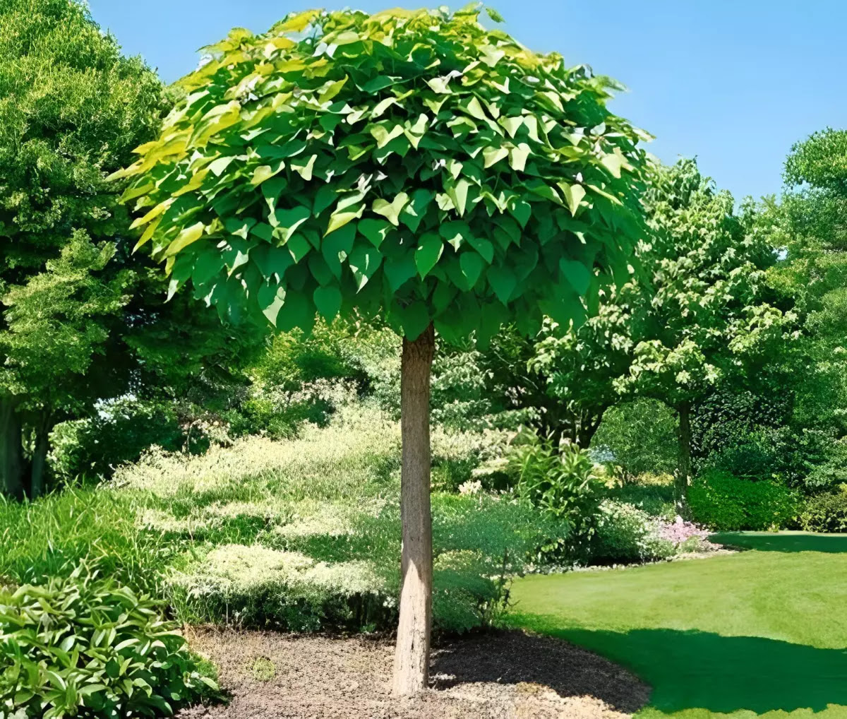 Quel arbre planter pour avoir de l’ombre ? Médias Citoyens Diois