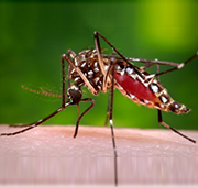 Vector-Borne Diseases