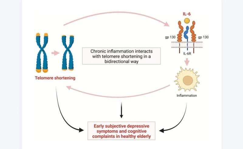 Aging | Telomere shortening linked to depression and cognitive impairment in older adults