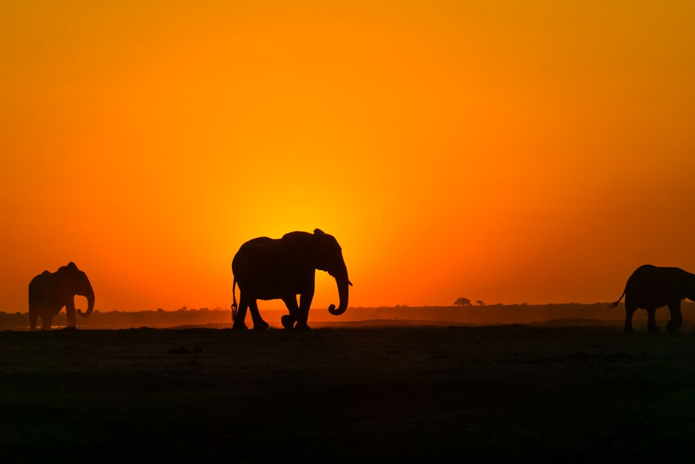 sagoma di elefante sulla sabbia marrone durante il tramonto