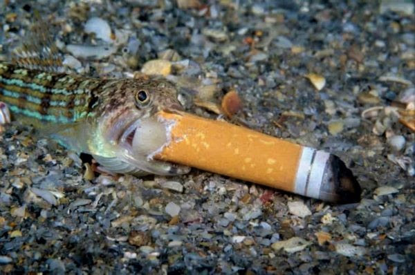 Un pez-lagarto muere cuando intenta devorar un cigarrillo, en una fotografía de Steven Kovacs