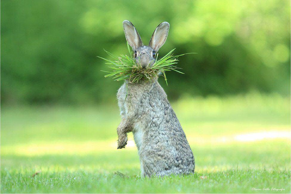 A hare with grass in                                            its