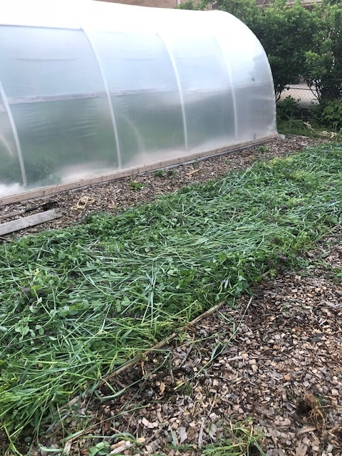 cover crop on the ground after crimping it down