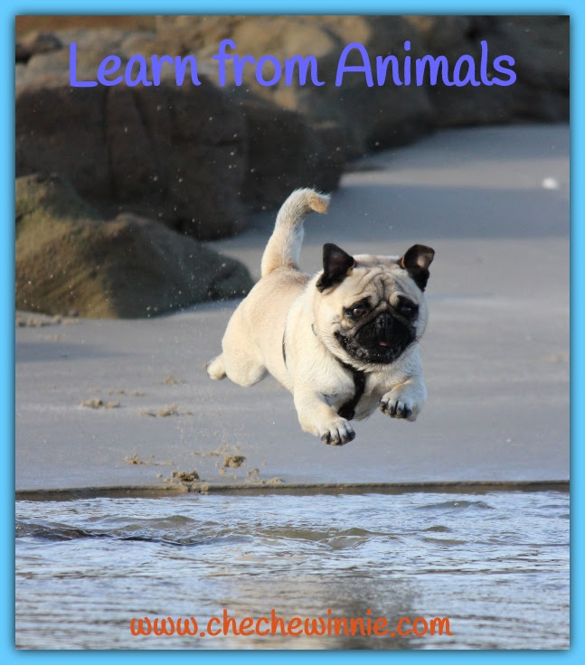 Learn from Animals