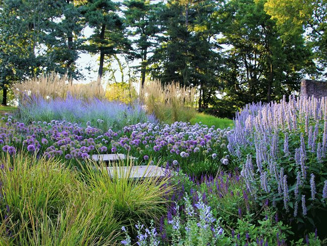 Lavender and allium path