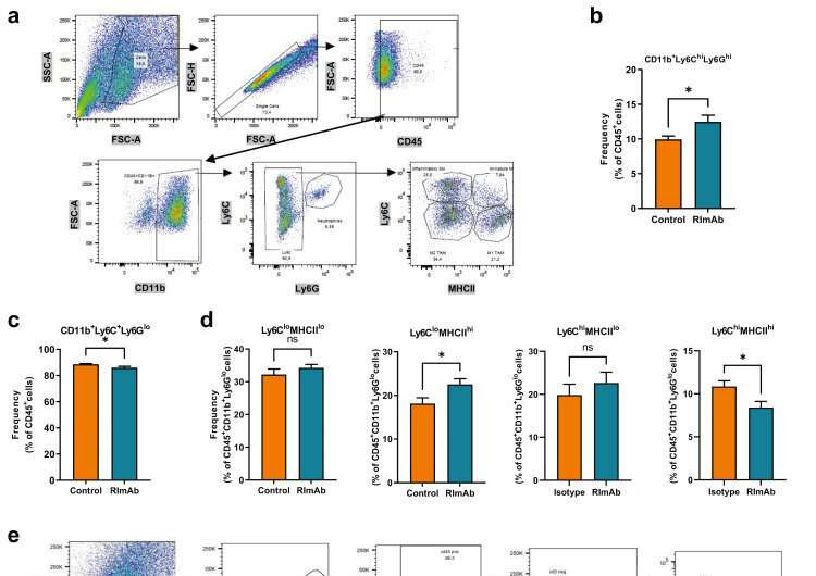 New immunotherapy targeting tumour macrophages to tackle lung cancer