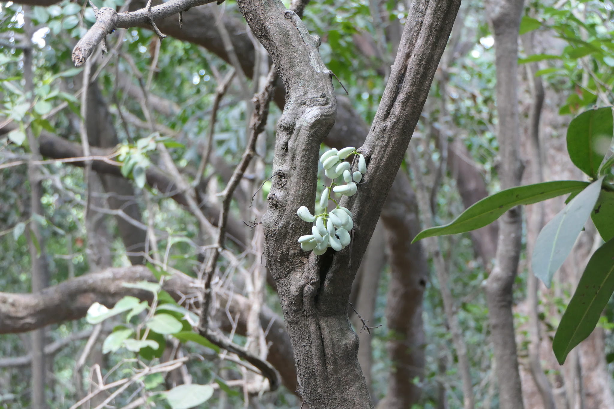 Diploclisia glaucescens (Blume) Diels