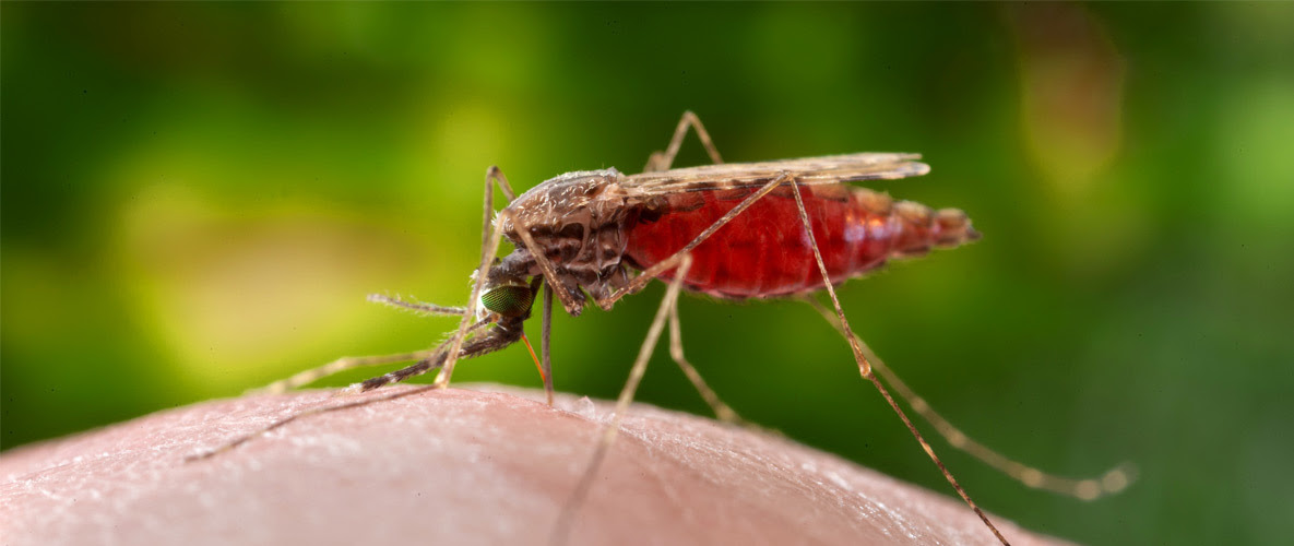 August 20 is World Mosquito Day