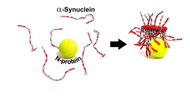 SARS-CoV-2 protein interacts with Parkinson's protein, promotes amyloid formation