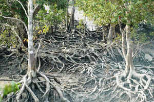 What Sunderbans’ closed schools say about climate change