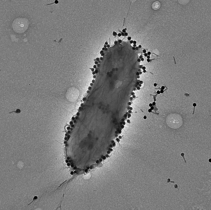 Visualization of the phage PASA16