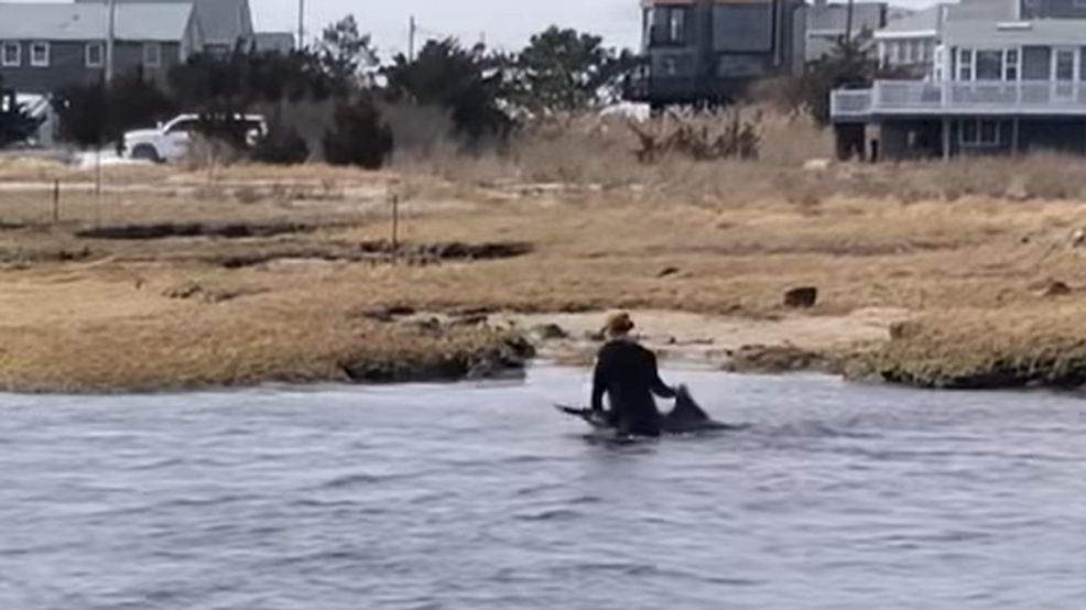  Woman jumps into water to help distressed dolphin at Mattapoisett Town Beach