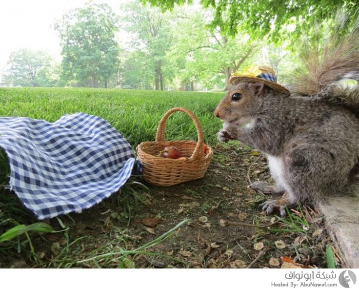 حيوانات لطيفة وظريفة - الجزء رقم 91 (12صورة ) Squirrels_10