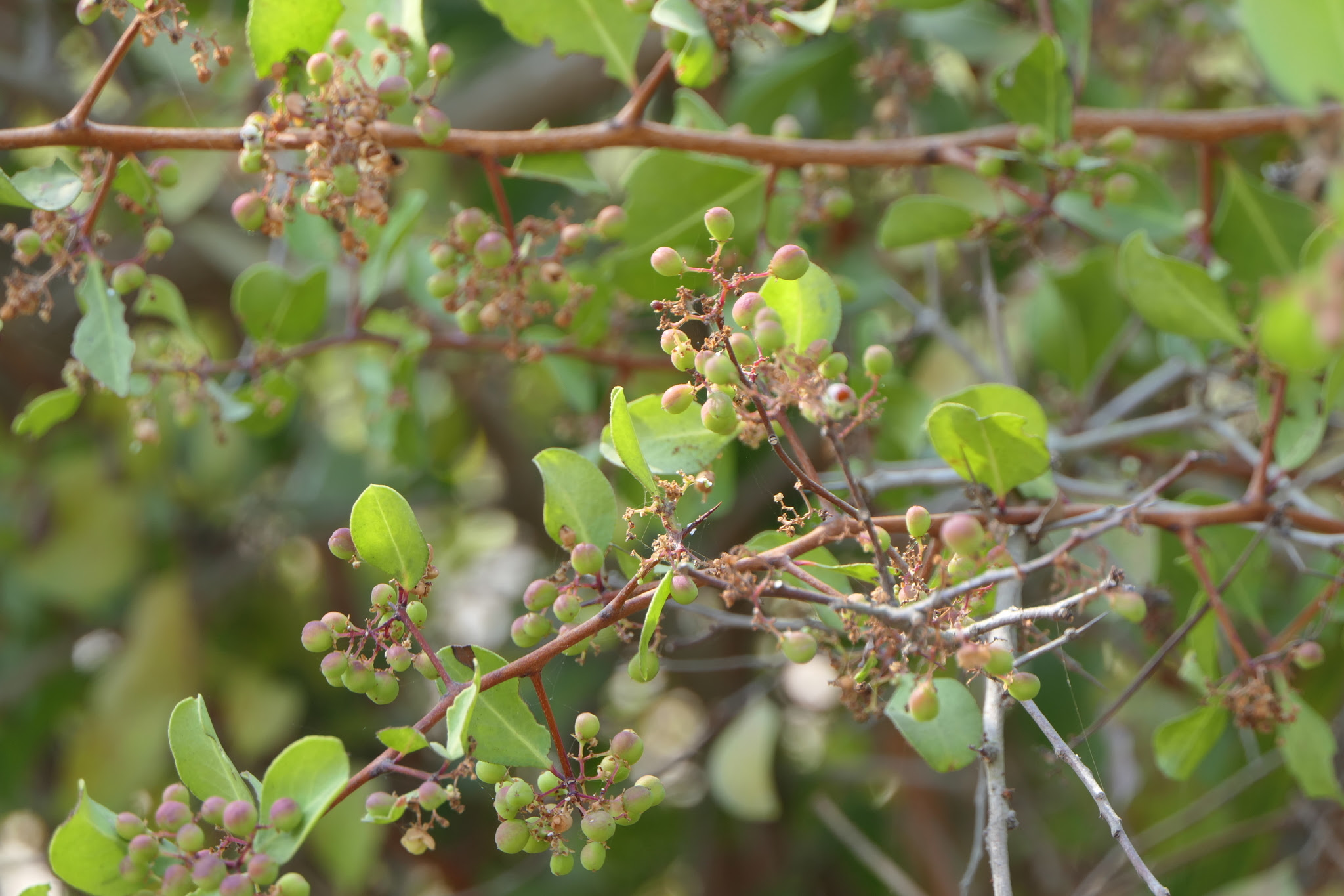 Gymnosporia senegalensis (Lam.) Loes.