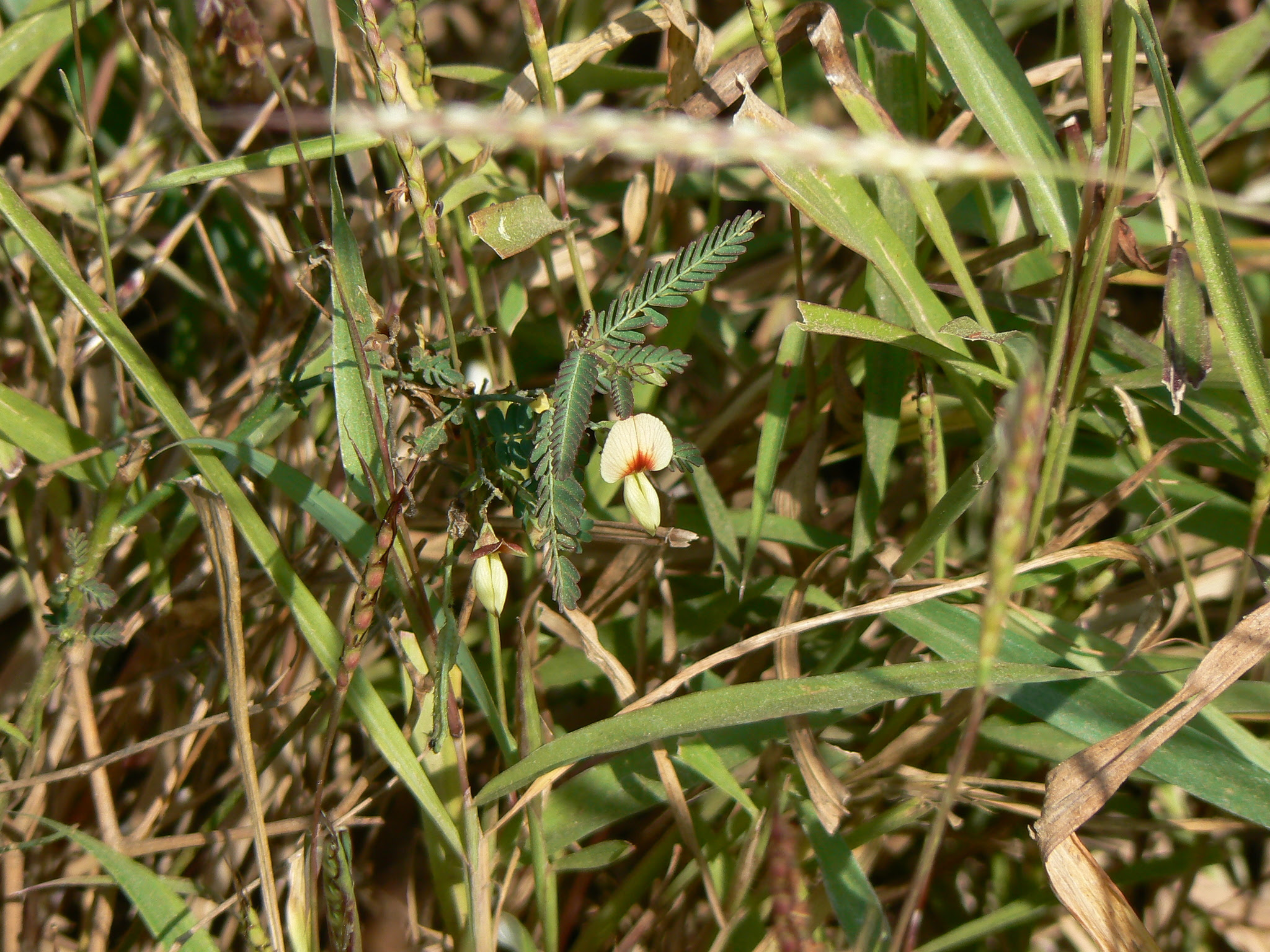 Aeschynomene indica L.