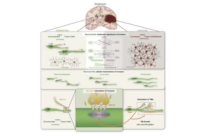 Glioblastoma cells invade the brain as neuronal free riders