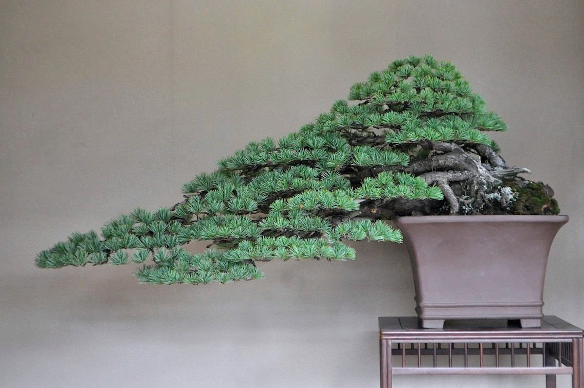 Image result for japan bonsai