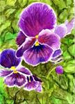 Purple Pansies - Posted on Saturday, November 22, 2014 by Patricia Ann Rizzo