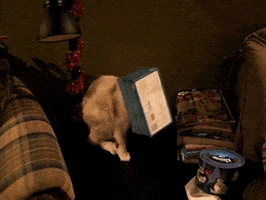 stuck cats GIF by AFV Pets