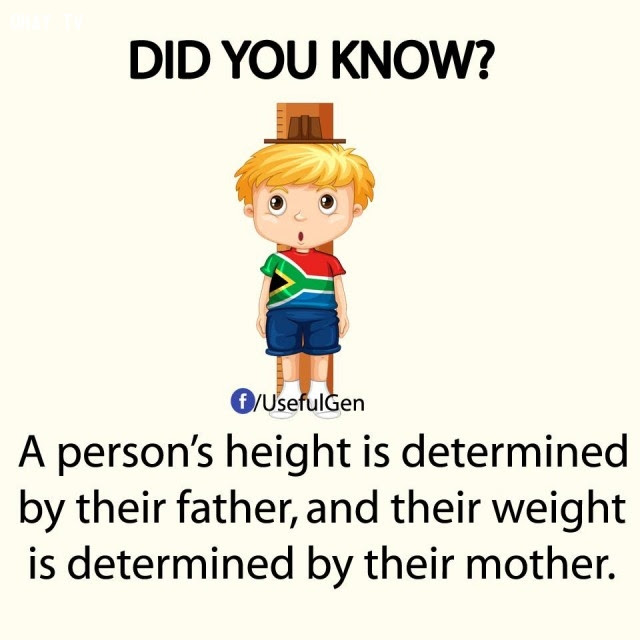 3. Chiều cao của một người được quyết định bởi người cha và cân nặng được quyết định bởi người mẹ.,sự thật thú vị,sự thật đáng kinh ngạc,những điều thú vị trong cuộc sống,có thể bạn chưa biết