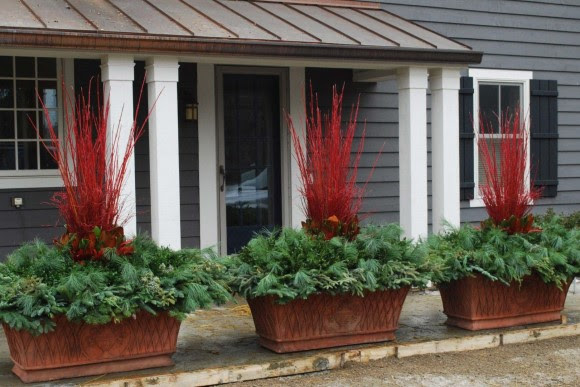 Winter container plantings