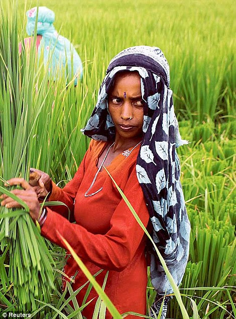 Labourers work in a paddy field in Birnaraya village, in Karnal district, Haryana