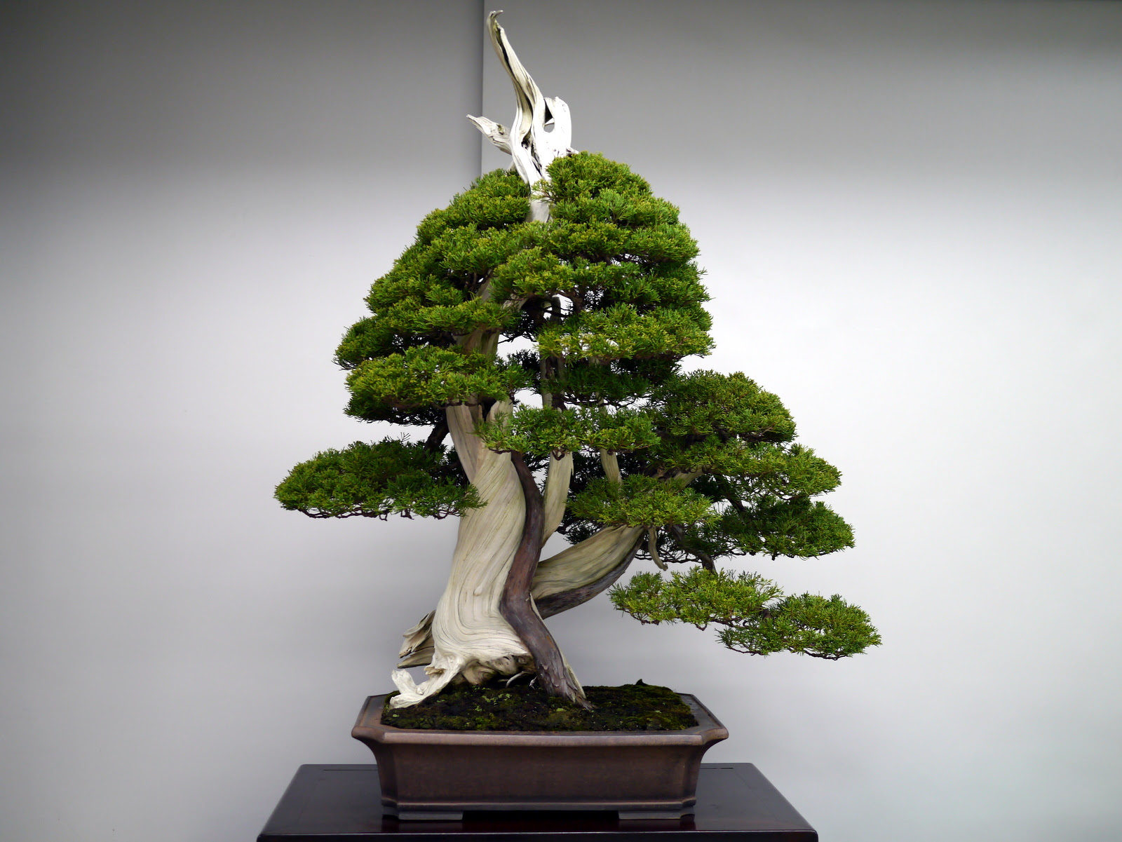 Image result for japan bonsai