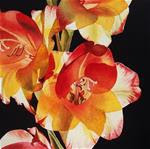 Red & Yellow Gladiola - Posted on Sunday, March 22, 2015 by Jacqueline Gnott