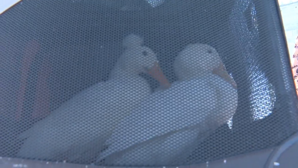  Good Samaritans help injured ducks, one tangled in 6-pack holder